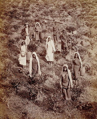 Tea Pickers in Ceylon, c.1900 (photo) à Ecole anglaise, (20ème siècle)