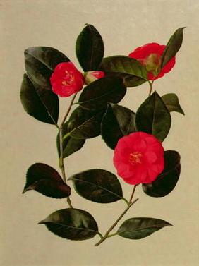 Camellia japonica (oil on paper)