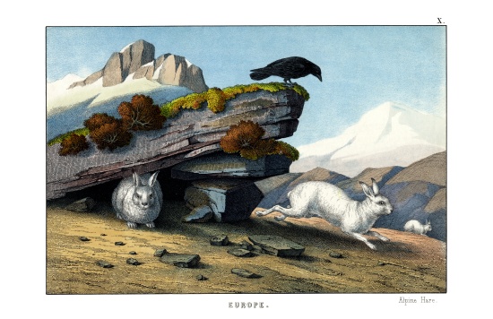 Alpine Hare à École anglaise, (19ème siècle)