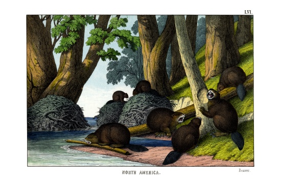 Beaver à École anglaise, (19ème siècle)