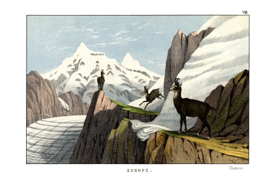 Chamois à École anglaise, (19ème siècle)