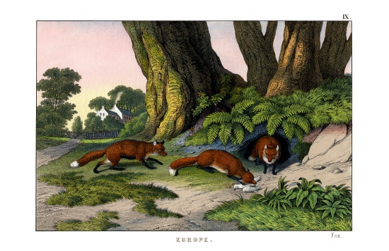 Common Fox à École anglaise, (19ème siècle)
