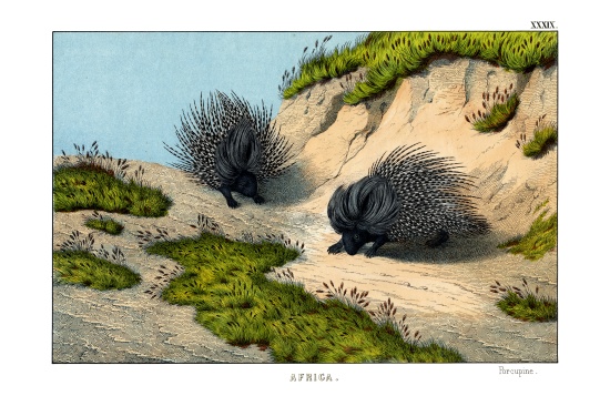 Crested Porcupine à École anglaise, (19ème siècle)