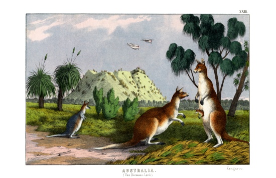 Eastern Grey Kangaroo à École anglaise, (19ème siècle)
