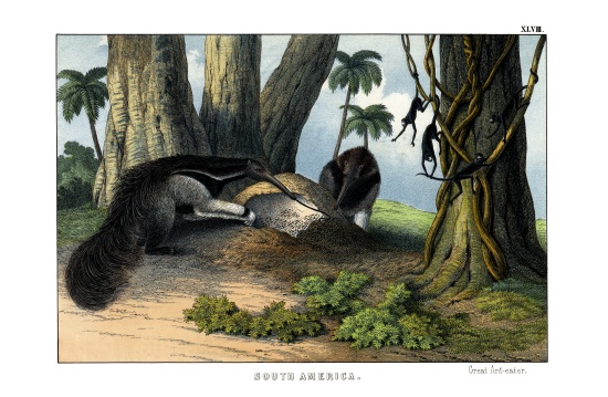 Great Anteater à École anglaise, (19ème siècle)