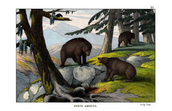 Grizzly bear à École anglaise, (19ème siècle)