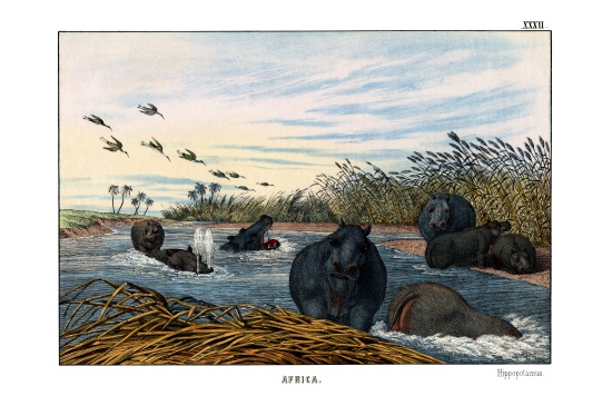 Hippopotamus à École anglaise, (19ème siècle)