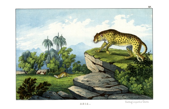 Hunting Leopard à École anglaise, (19ème siècle)