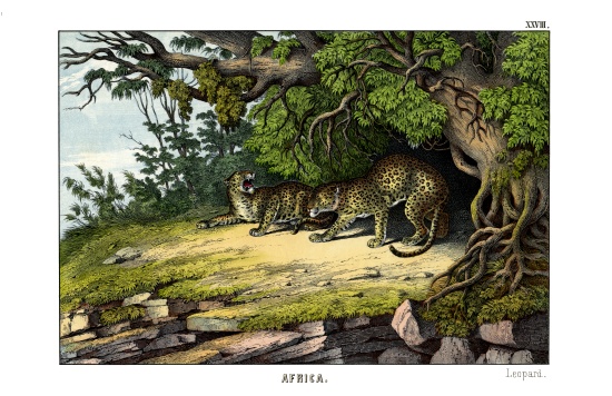 Leopard à École anglaise, (19ème siècle)