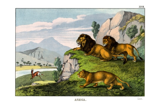 Lion à École anglaise, (19ème siècle)