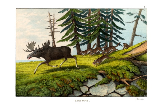 Moose-deer à École anglaise, (19ème siècle)