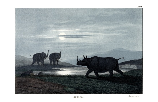 Rhinoceros à École anglaise, (19ème siècle)