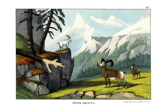 Rocky Mountain Sheep à École anglaise, (19ème siècle)