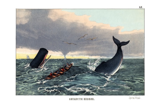 Sperm Whale à École anglaise, (19ème siècle)