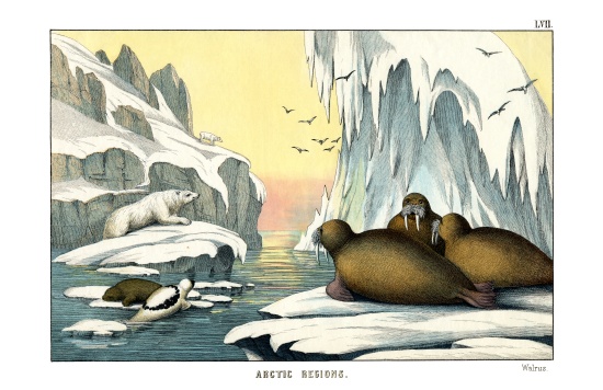 Walrus à École anglaise, (19ème siècle)
