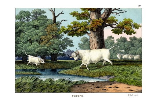 Wild Cattle of Britain à École anglaise, (19ème siècle)