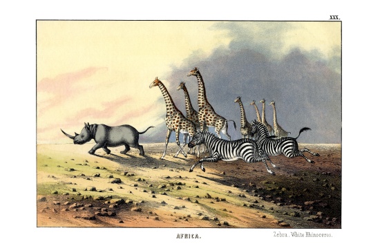 Zebra à École anglaise, (19ème siècle)