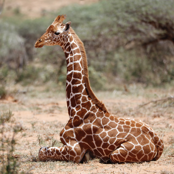 Baby giraffe, Loisaba à Eric Meyer