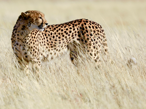 Cheetah, Etosha à Eric Meyer
