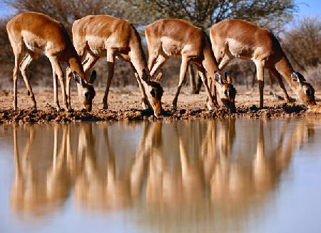 Impala drinking