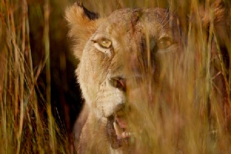 Lion in the grass