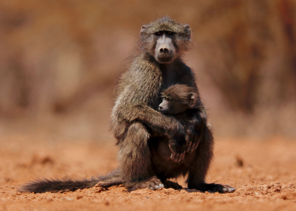 Mother and child (baboon) à Eric Meyer