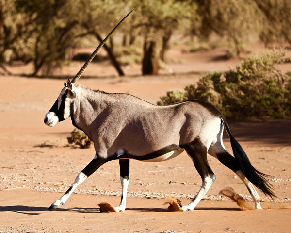 Oryx, Namib Desert à Eric Meyer