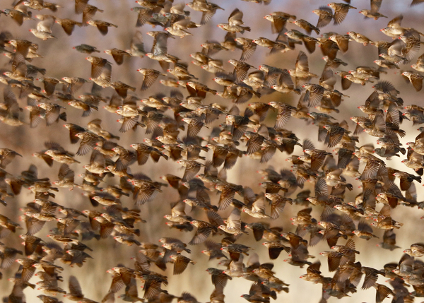 Safety in Numbers 3 (red-billed quelea), Namibia à Eric Meyer