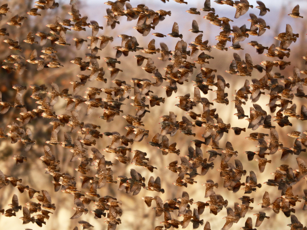Safety in Numbers (red-billed quelea), Namibia à Eric Meyer