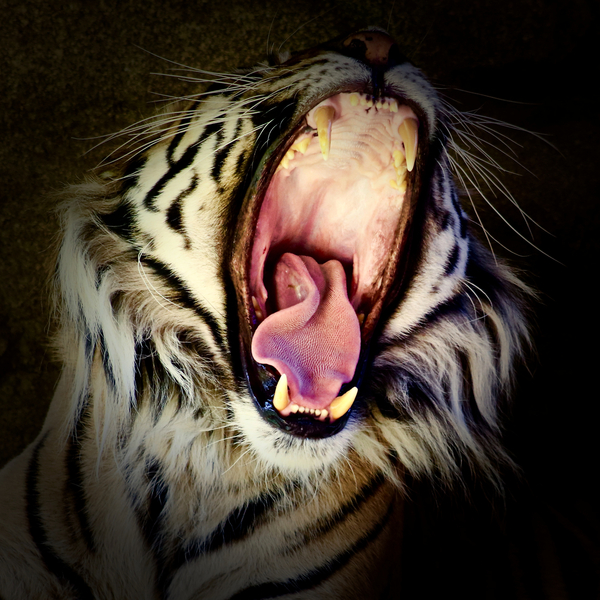 Tiger Teeth à Eric Meyer