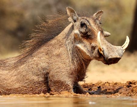 Warthog, Mount Etjo Namibia