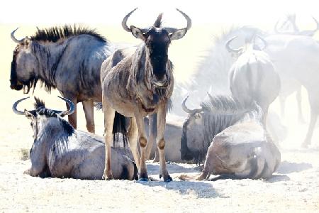 Wildebeest, Etosha
