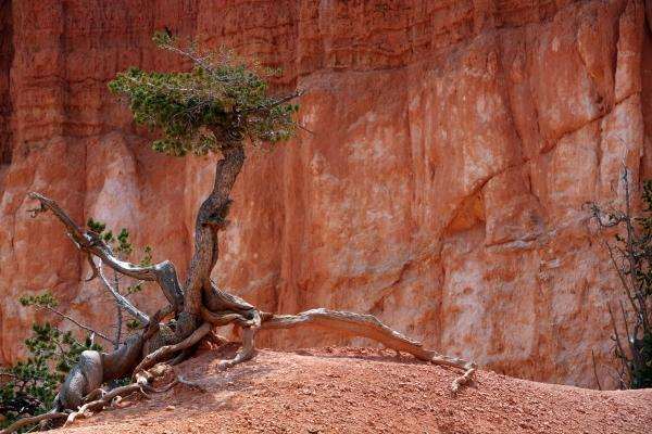 Baum im Bryce Canyon à Erich Teister