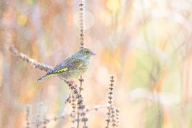 green finch