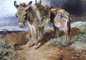 Donkeys