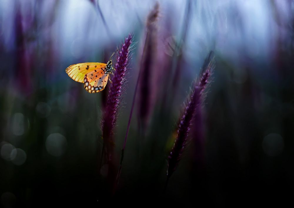 Hope à Erwin Astro