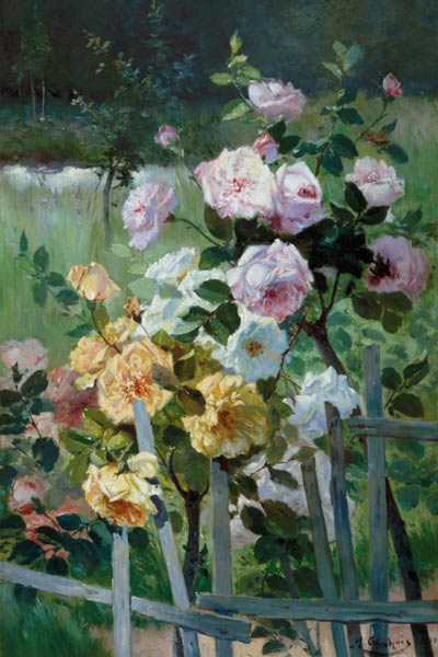 Roses à la clôture de jardin à Eugene Henri Cauchois