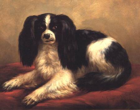 A King Charles Spaniel Seated on a Red Cushion à Eugène Joseph Verboeckhoven