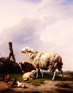 Sheep and Poultry in a Landscape