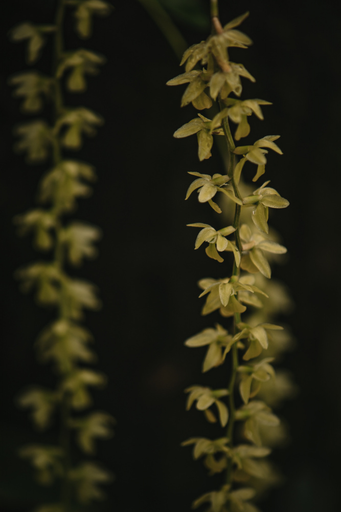 Botanical Series - Small Yellow Blossoms à Eva Bronzini