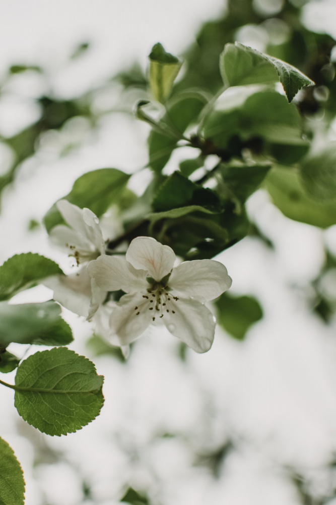 Spring Series - Apple Blossoms in the Rain 10/12 à Eva Bronzini