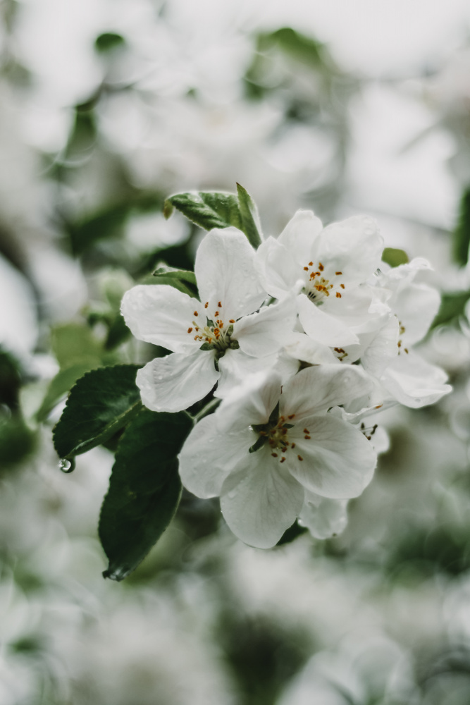 Spring Series - Apple Blossoms in the Rain 1/12 à Eva Bronzini
