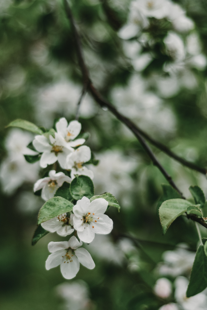 Spring Series - Apple Blossoms in the Rain 3/12 à Eva Bronzini