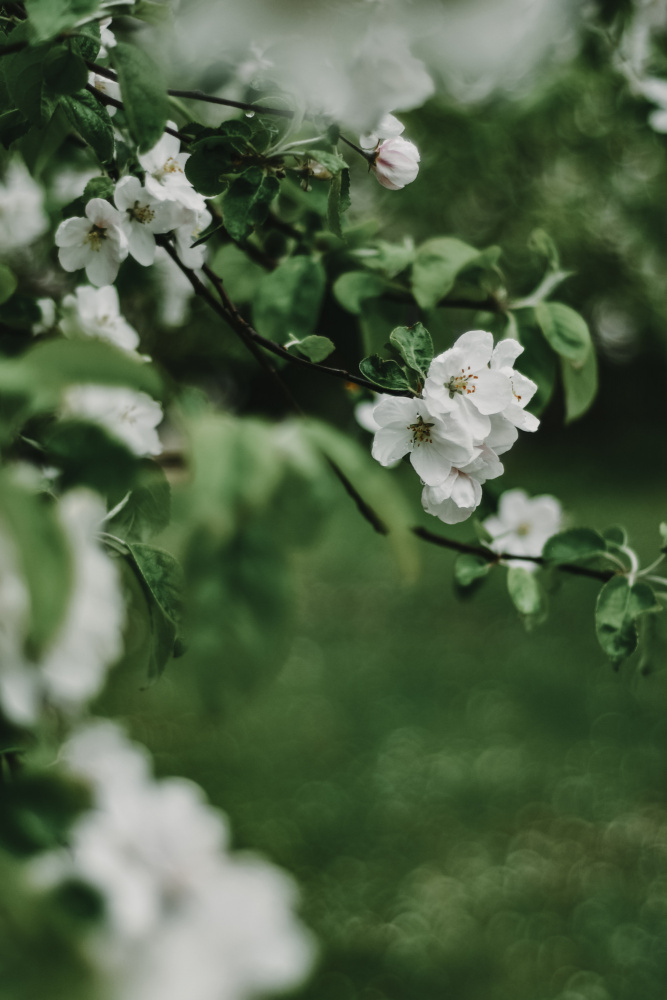 Spring Series - Apple Blossoms in the Rain 6/12 à Eva Bronzini