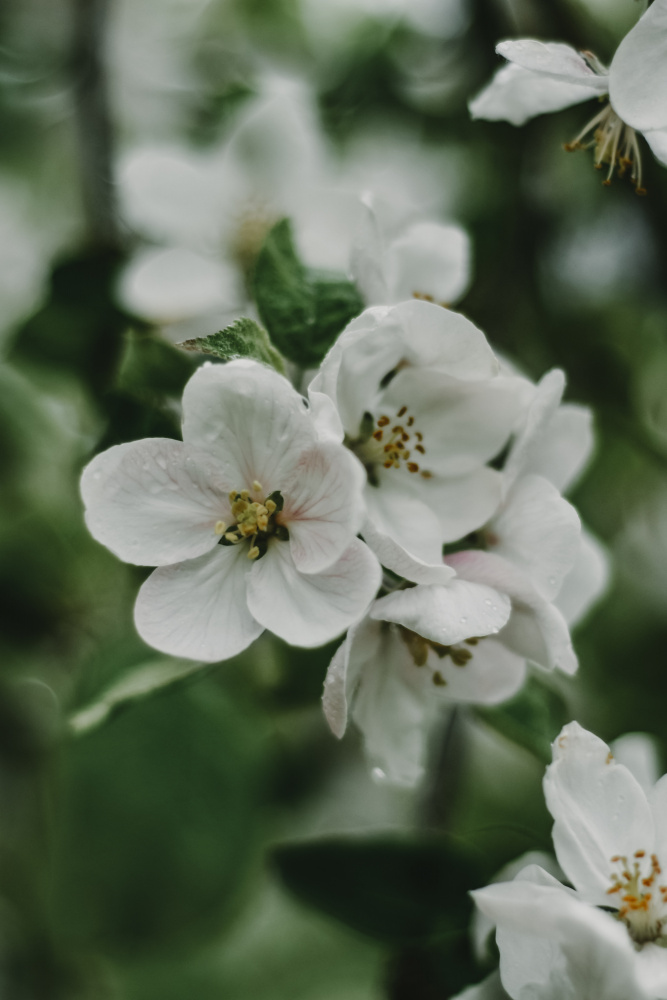 Spring Series - Apple Blossoms in the Rain 8/12 à Eva Bronzini