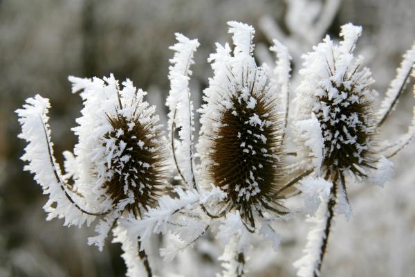 Winterdistel à Evelyn Taubert