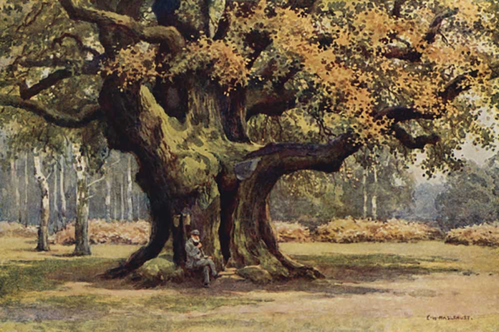 The Major Oak, Thoresby Park à E.W. Haslehust