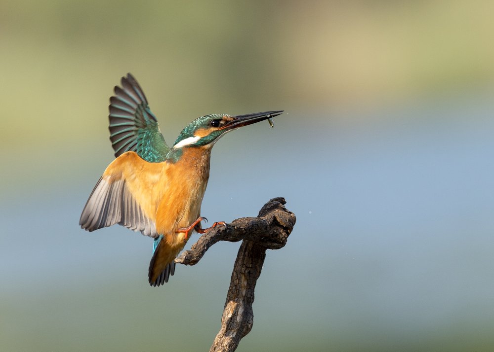 Common kingfisher à Eyal Amer
