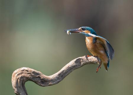 kingfisher with fish