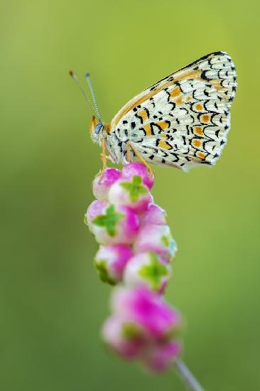 Butterfly at the tip